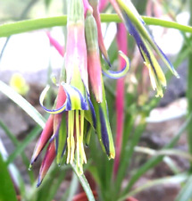 Billbergia nutans. The friendship plant. Flowering bromeliad in 9cm pot