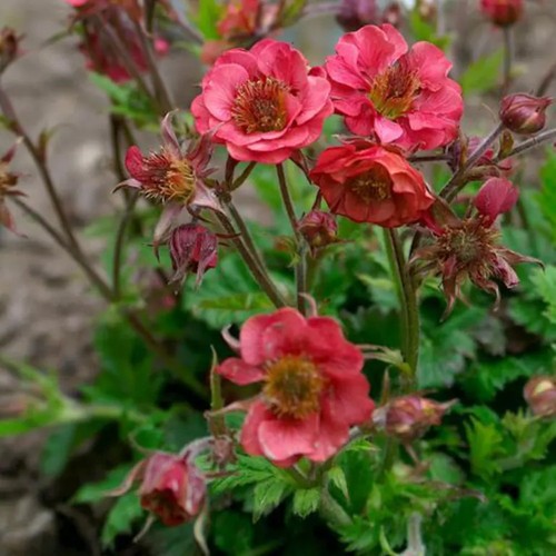Geum pink petticoat - 'pink, |