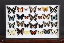 Collection of  28 Tropical