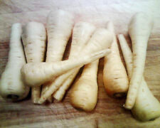 Parsnip - White Gem - 500