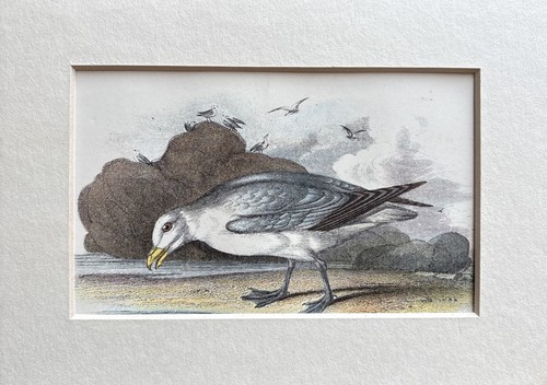 Antique fulmar coloured - antique,