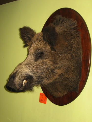 Wild boar head maximum - maximum, +
