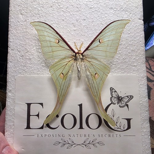 Actias selene moth specimen - actias,