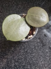 Hoya Verticilata Silver heart