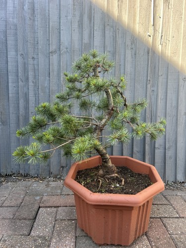 Japanese white pine bonsai - pine,