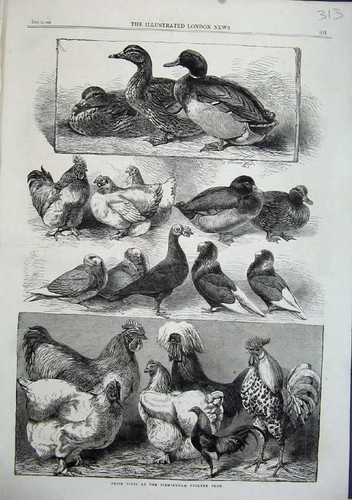 Old antique print 1863 prize - antique,