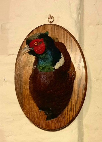Oak plaque with shoulder - oak, mount