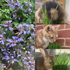 Pet Lovers' Seed Bundle –