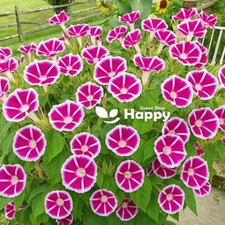 Morning Glory - Ipomoea - Rosita Red - 10 Seeds - Vigorous Climber Flower