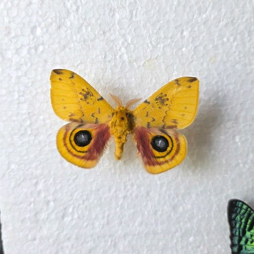 Automeris moth set - io,