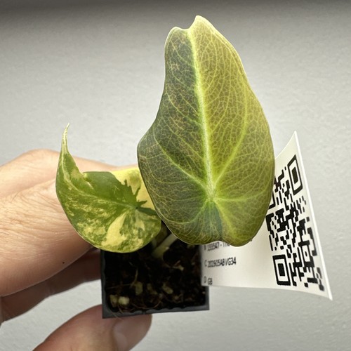 Alocasia black velvet gold - black,