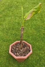 Musa Basjoo Hardy Banana