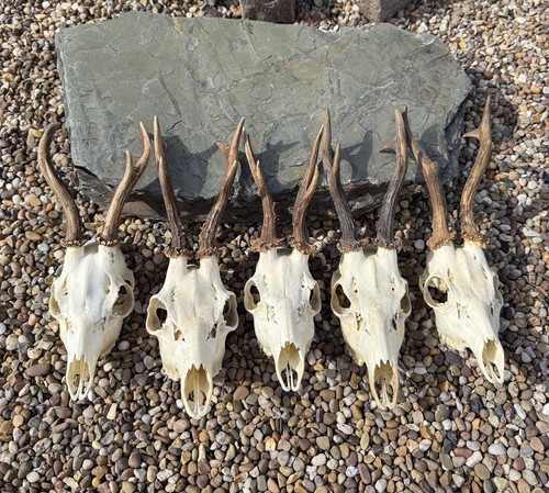 Stunning taxidermy roe - roe, buck