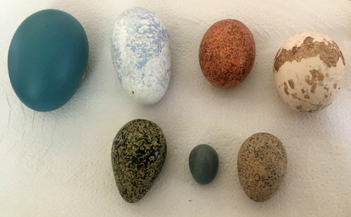 Replica eggs details below - ,