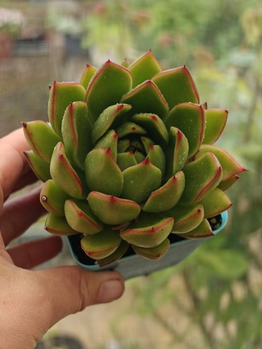 Echeveria agavoides large - echeveria,