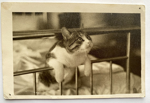 Beautiful cat kitten original - beautiful,