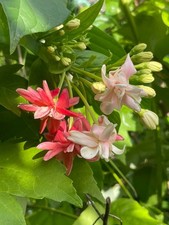 Combretum indicum Rangoon