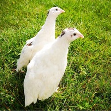 Small White coturnix quail eggs 12
