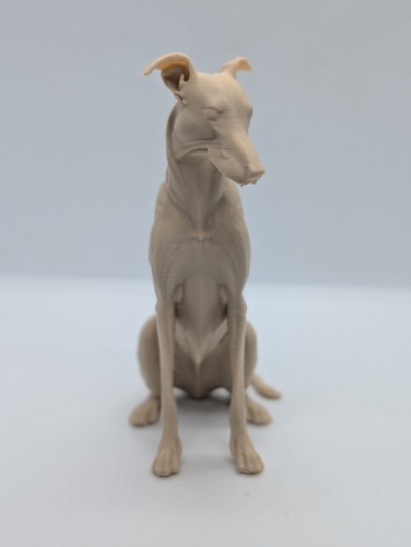 Greyhound lurcher whippet dog - whippet,