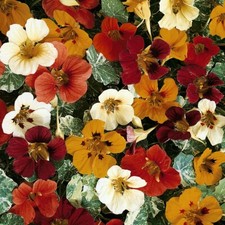 Nasturtium Seeds Flowers