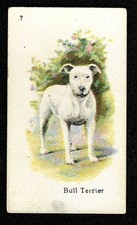 BULL TERRIER AUSTRALIAN-BEST