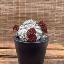 Pseudolithos migiurtinus