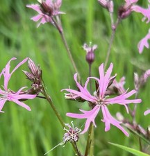 Large ragged robin native - ragged, uk