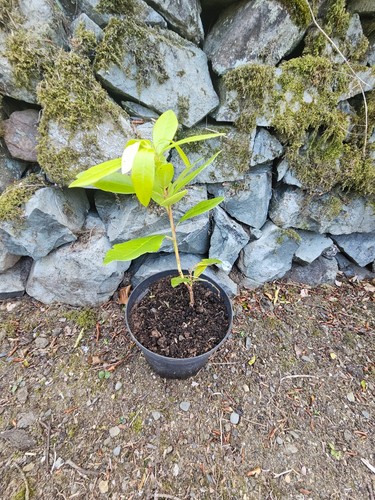 Rhododendron ponticum 8 - ponticum, 8"