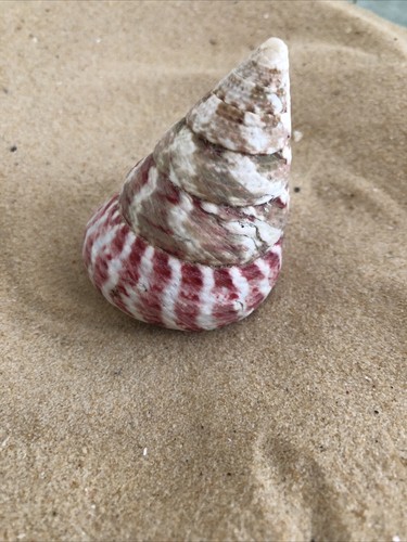 Troca spiral strawberry large - troca,