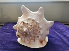 Superb large vintage - , horned