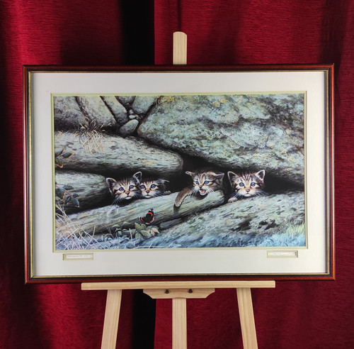 Art print scottish wild cats - wild,