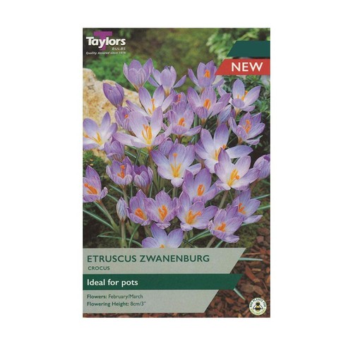 Taylors crocus etruscus - 12,