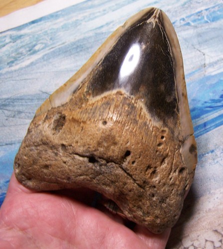 Megalodon shark tooth 4 - megalodon,