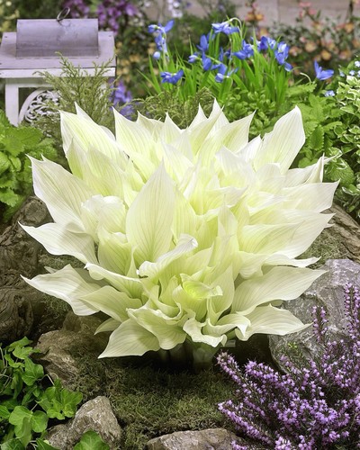 Hosta white feather - ‘white,