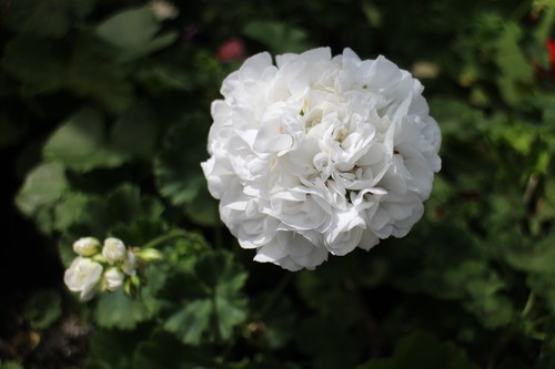 Pelargonium summer cloud - pelargonium,