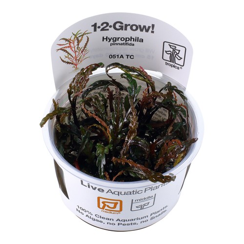 Tropica live aquarium plants - aquarium,