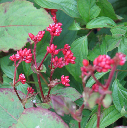 Persicaria indian summer - persicaria, summer'
