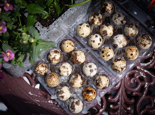 Tasty quail eating eggs - quail,