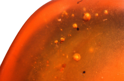 Amber with small - drops, of