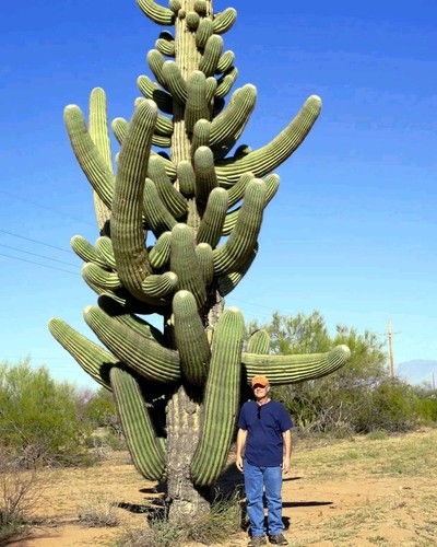 Saguaro giant cactus seeds - giant,