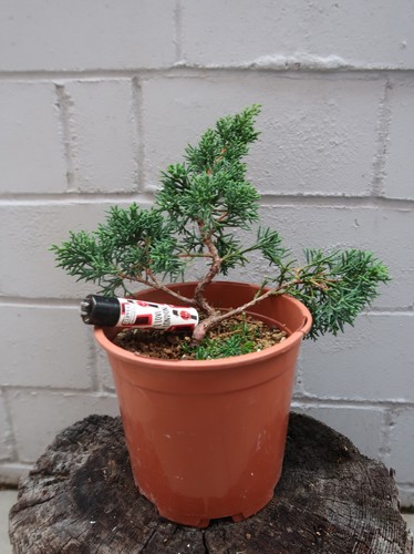 Shimpaku juniper bonsai - juniper,