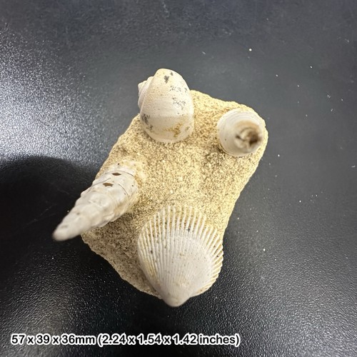Fossil shell block miocene - shell, block,