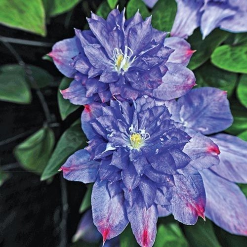 Clematis seeds flower seed - seeds,