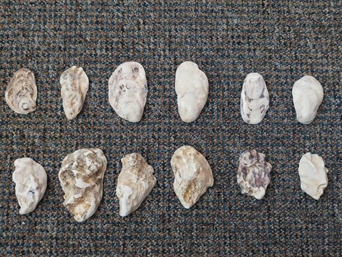Oyster shells for crafting - shells,,