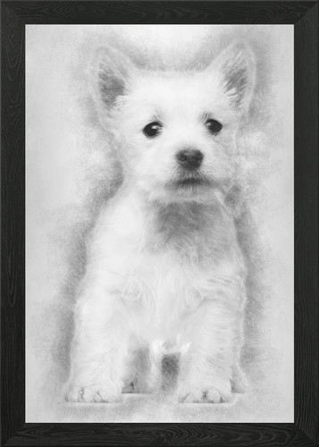 West highland terrier pupp - west,