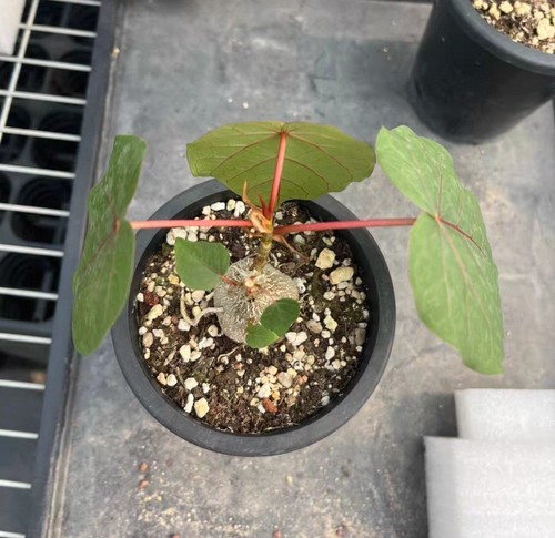 Rare ficus petiolaris random - rare,