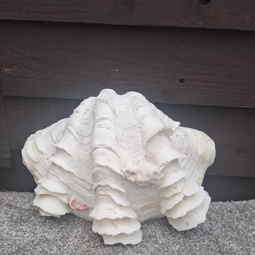 Vintage tridacna squamosa - vintage,
