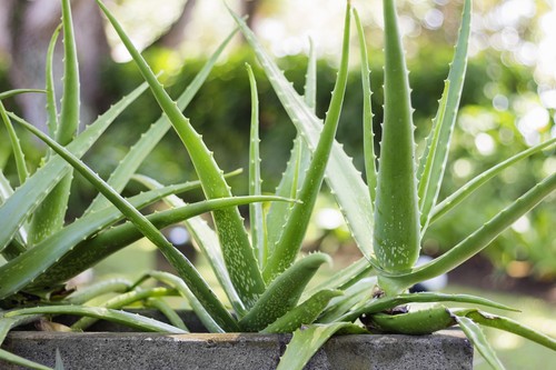 Aloe vera succulent plant - aloe,