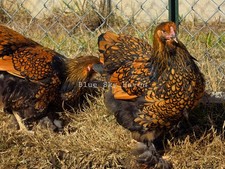 Rare gold laced - gold,