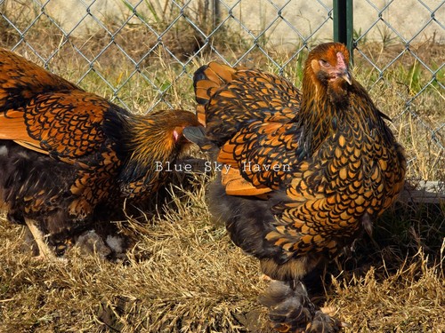 Sold rare gold laced - sold-,